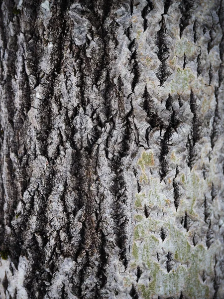 ポプラの樹皮。バック グラウンド — ストック写真
