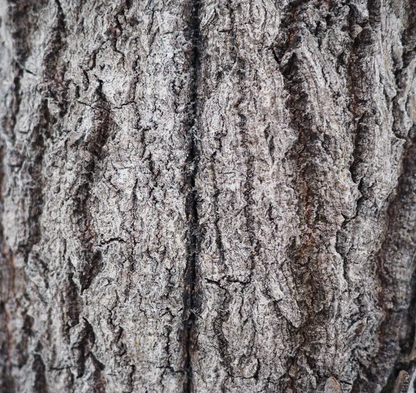 Aspen bark. background — Stock Photo, Image