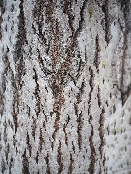 Aspen bark. bakgrund — Stockfoto