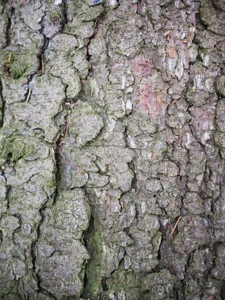 云杉树皮。背景 — 图库照片