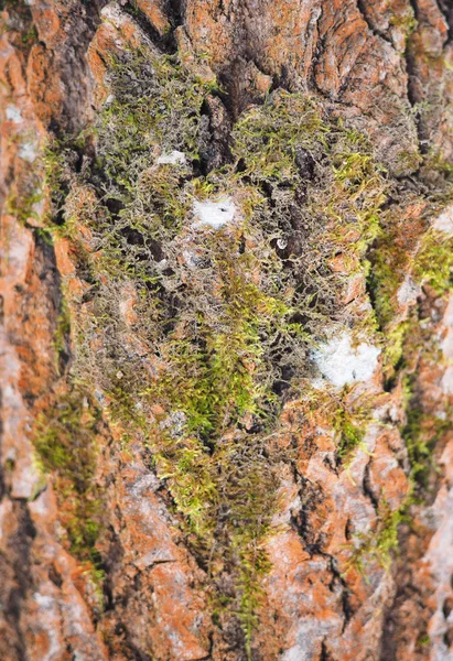 Aspen bark. bakgrund — Stockfoto