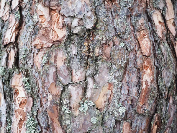 Corteza de pino. antecedentes — Foto de Stock