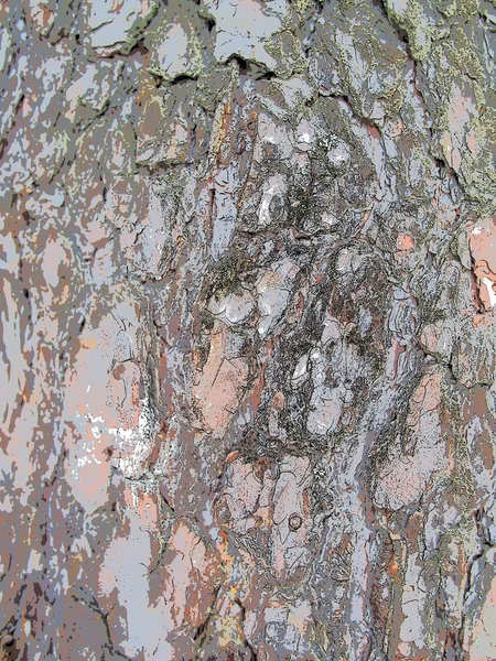 Pine bark. background — Stock Photo, Image