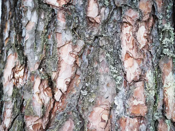 Corteza de pino. antecedentes — Foto de Stock