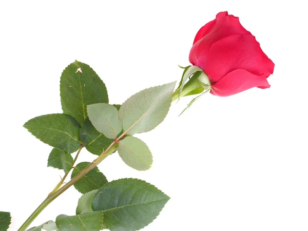 Rose auf weißem Hintergrund — Stockfoto