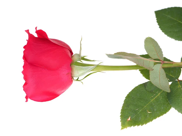 白色背景的玫瑰 — 图库照片