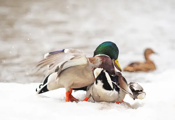 Two male ducks fighting in the snow — Stock Photo, Image
