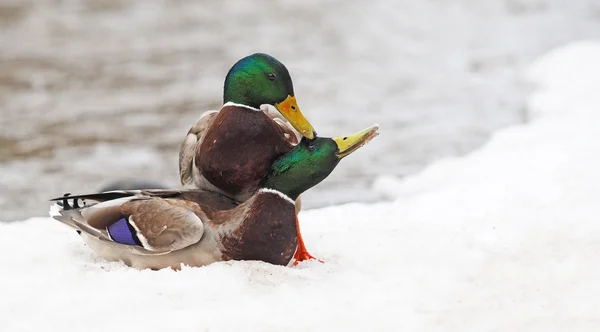 Δύο αρσενικές πάπιες καταπολέμηση στο χιόνι — Φωτογραφία Αρχείου