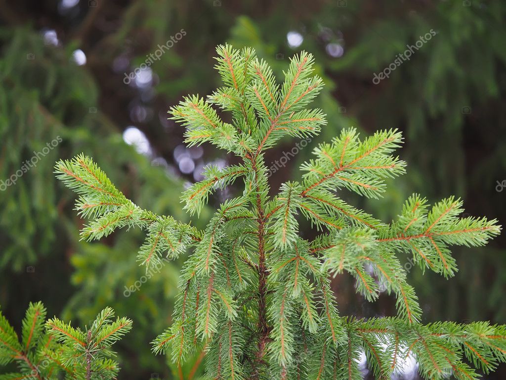 Enskanto