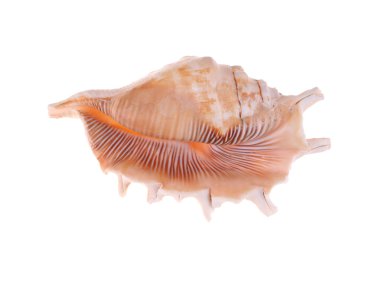 beyaz arka planda deniz kabuğu