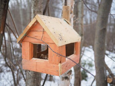 Ormanın içinde ahşap yalak