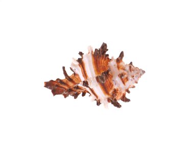 beyaz arka planda deniz kabuğu