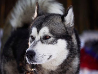 Husky ormandaki