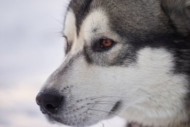 Husky ormandaki