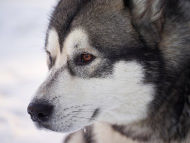Husky ormandaki