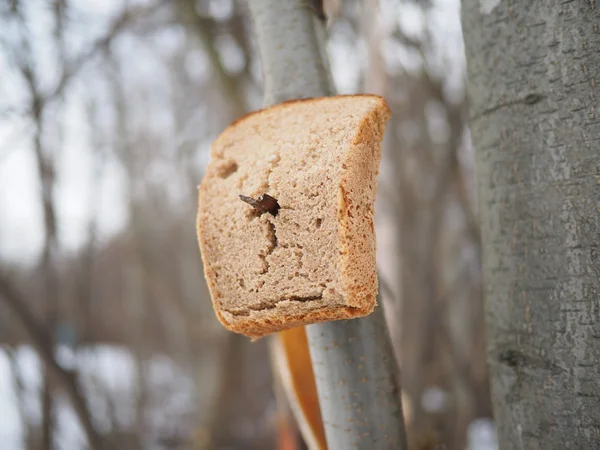 Brood voor de vogels in het bos — Stockfoto