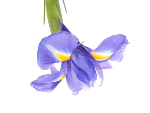 Iris sobre fondo blanco —  Fotos de Stock