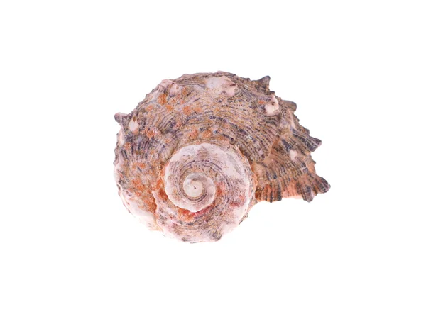 Seashell on a white background — Stock Photo, Image