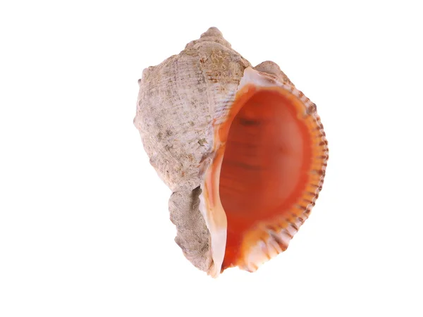 Seashell on a white background — Stock Photo, Image