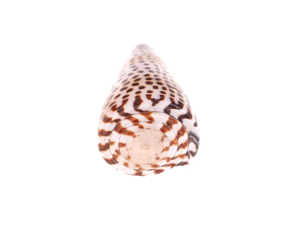 Seashell on a white background — Stock Photo, Image