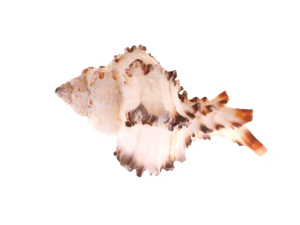 Concha marina sobre un fondo blanco — Foto de Stock