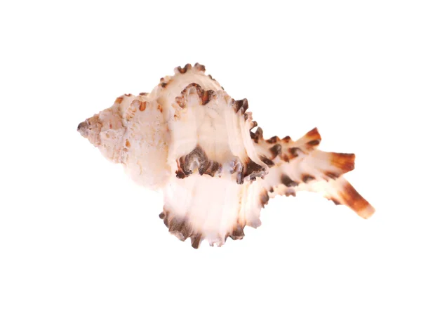 Seashell on a white background — Stock Photo, Image