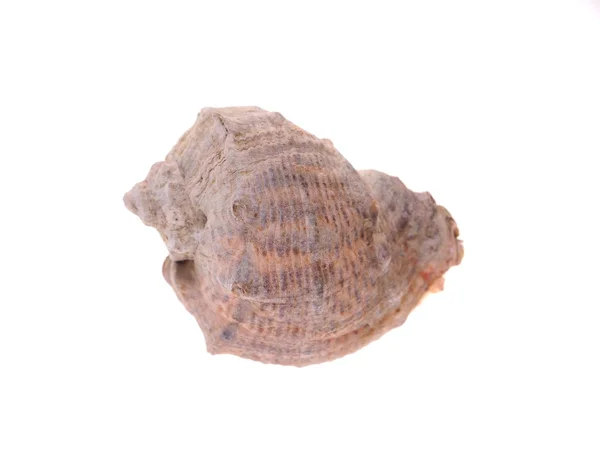 白色背景的贝壳 — 图库照片
