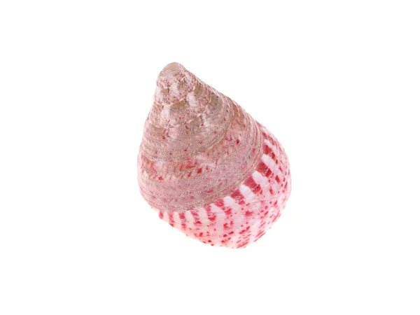 Seashell on a white background — Stock Photo, Image