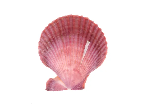 Seashell on a white background — Stock Photo, Image