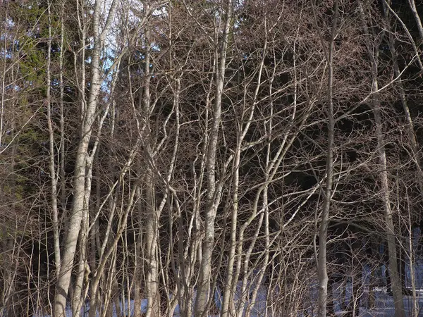 Troncs d'aulne dans une forêt — Photo
