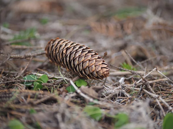 Abete-cono nella foresta — Foto Stock