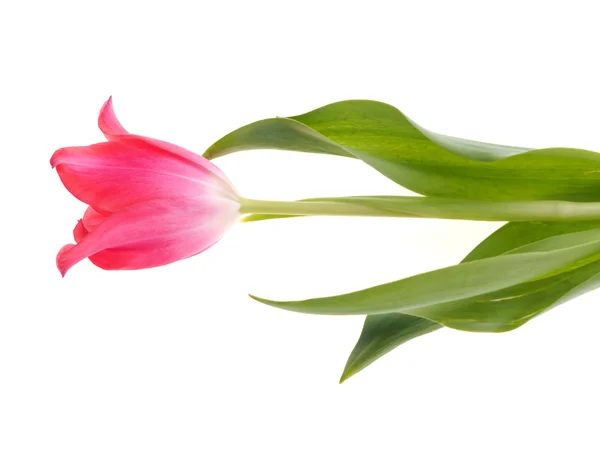 Pink tulips on a white background — Stock Photo, Image