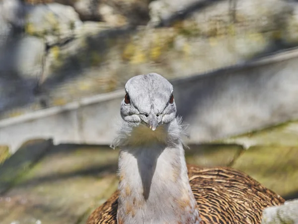 Bustard in a zoo — стоковое фото