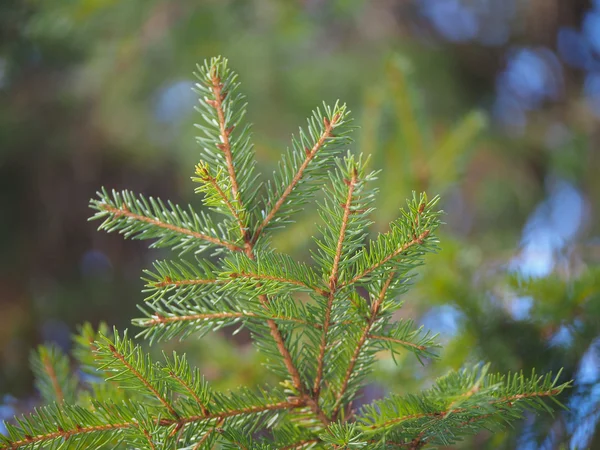 Fichtenzweig im Wald — Stockfoto