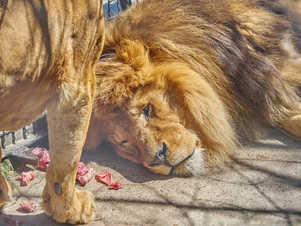 Löwe im Zoo — Stockfoto