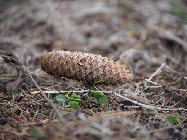 Spar-cone in het bos — Stockfoto