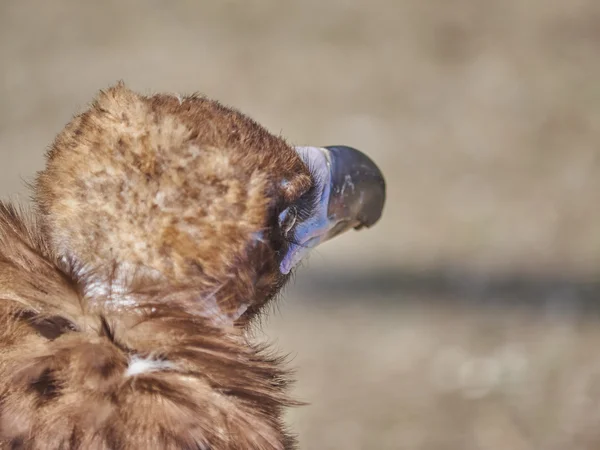 Vautours dans le zoo — Photo