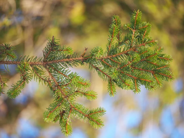 Ramoscello di abete rosso nella foresta — Foto Stock