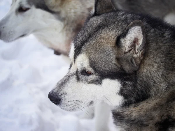 Husky na floresta — Fotografia de Stock