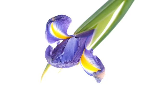 Iris su sfondo bianco — Foto Stock