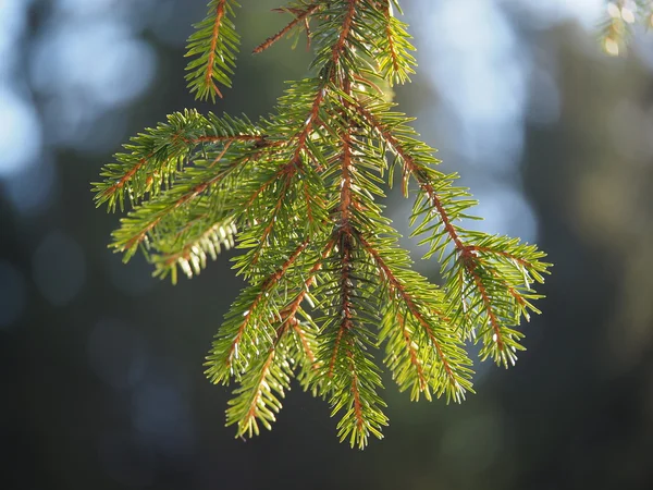 Galho de abeto na floresta — Fotografia de Stock