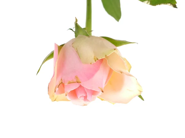 Růžové růže na bílém pozadí — Stock fotografie