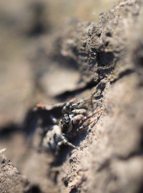 Ağaç kabuğu üzerinde örümcek atlama