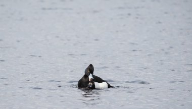 Su içinde tepeli ördek doğurmak