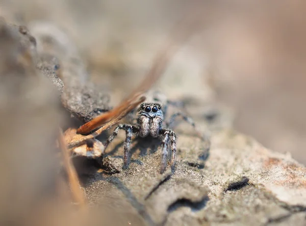 Ağaç kabuğu üzerinde örümcek atlama — Stok fotoğraf