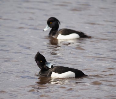 Tepeli ördek göl kenarında