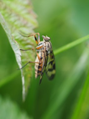 Ormanın içinde böcek sinek