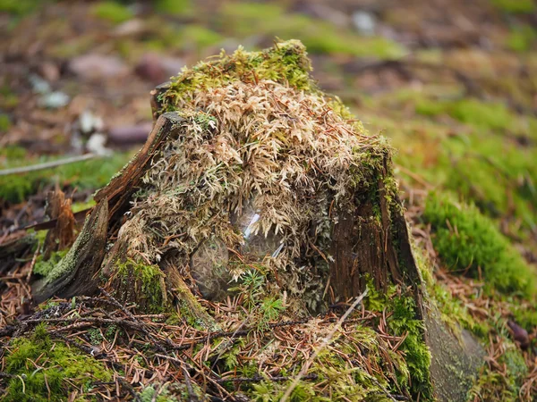 Overwoekerd boomstronk in het bos — Stockfoto