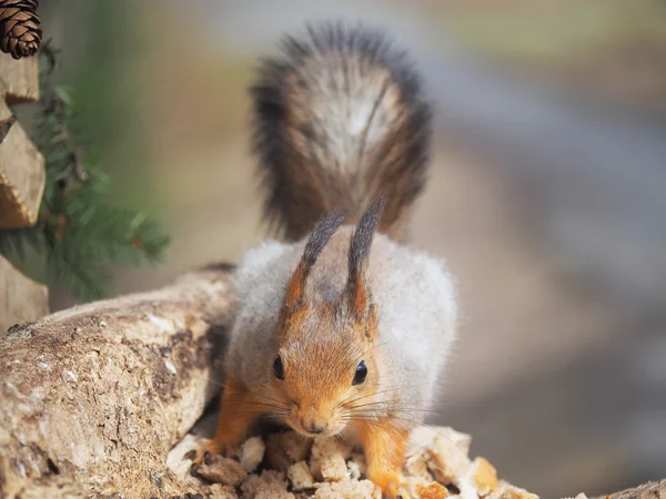 Ardilla roja en un comedero en el bosque — Foto de Stock