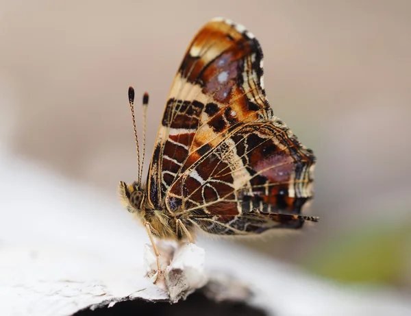 Piękny motyl w lesie — Zdjęcie stockowe